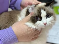 -瑞派康怡24h宠物医院·犬猫医疗中心·微创绝育(瑞景分院)