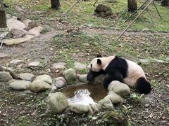 -都江堰中华大熊猫苑
