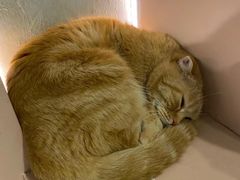 -猫儿山۰猫主题餐厅