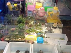 -青石桥花鸟鱼虫市场(叠翠城店)