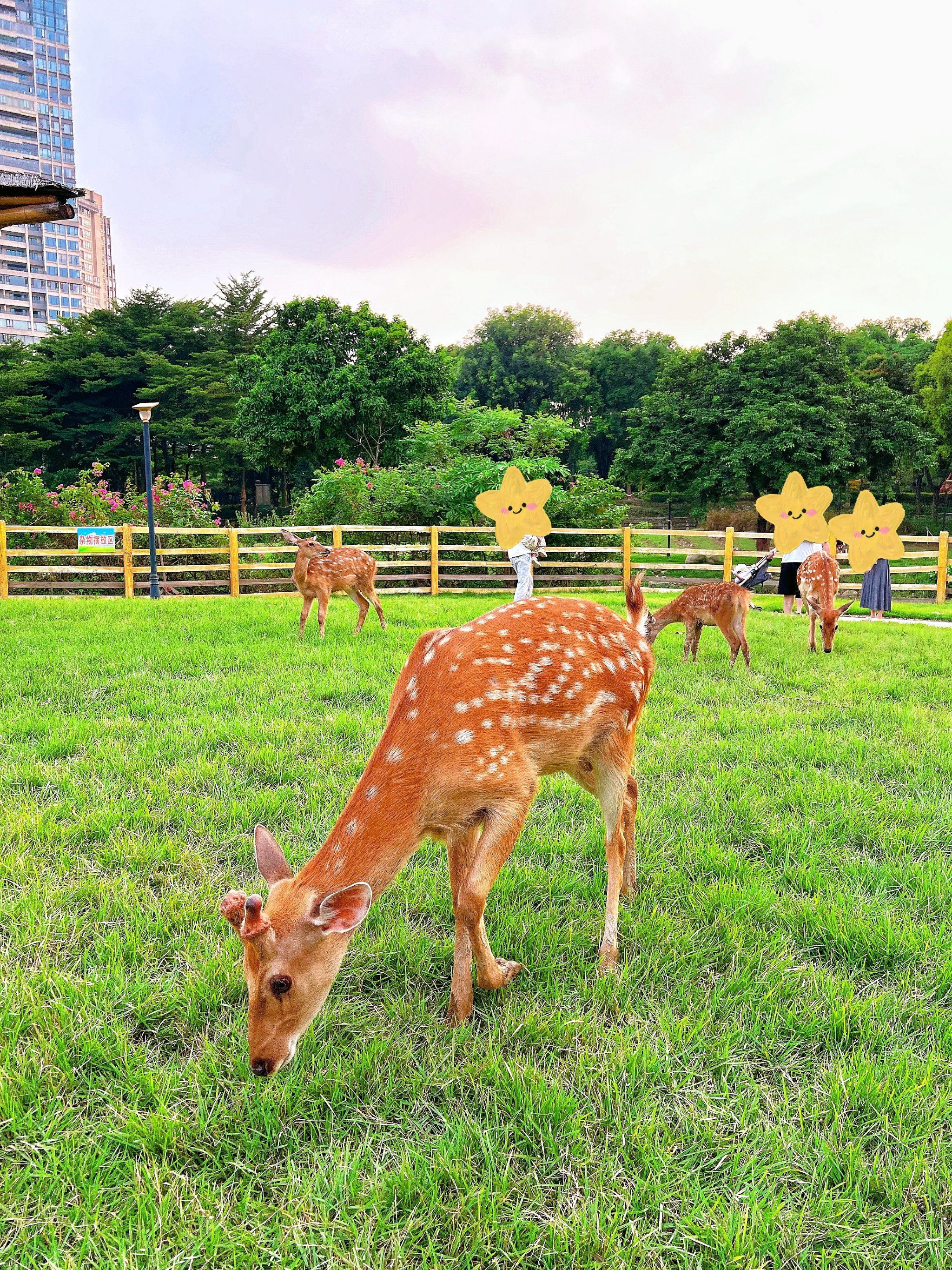 奈良免费平替,去佛山看小鹿04