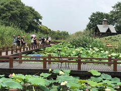 -大塘金香草谷