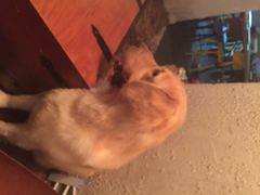 iphone_upload_pic-百好乐宠物友好餐厅(朝外大街店)