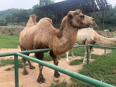 -北京野生动物园