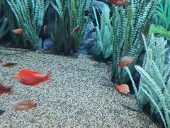 -上海海洋水族馆