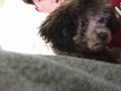 -翊宠yipet猫狗购宠庄园犬舍•猫舍