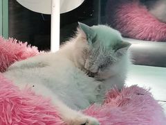 -猫小院猫主题餐厅(三里屯店)