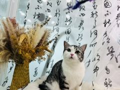 -爱洗澡的猫(望京店)