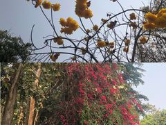 -中国科学院西双版纳热带植物园