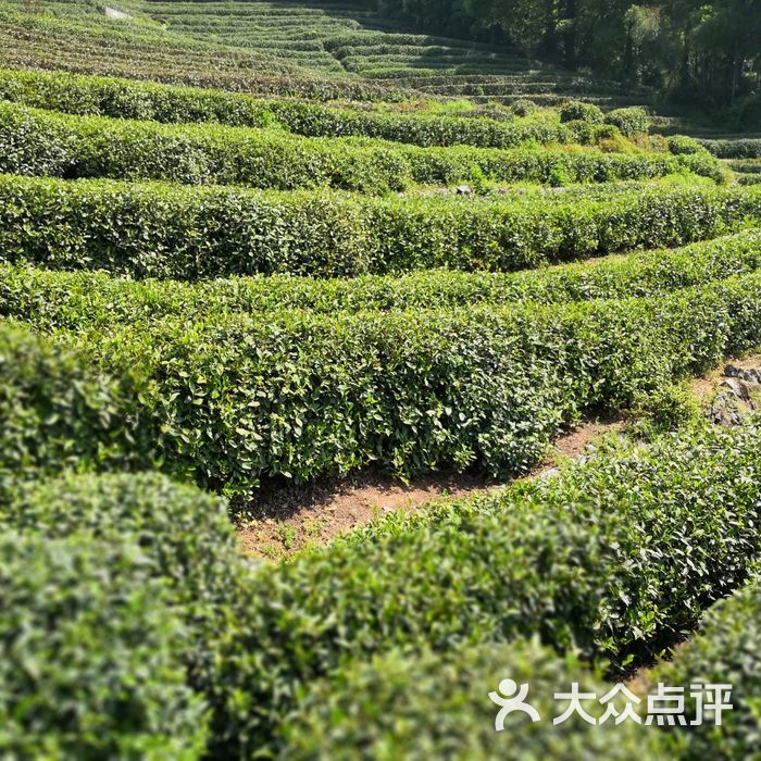 龙井村景点茶园图片-北京名胜古迹-大众点评网