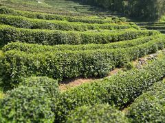 景点茶园-龙井村