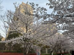 -高东镇樱花园