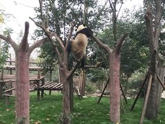 -成都大熊猫繁育研究基地