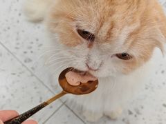 -喵园·猫主题咖啡厅·撸猫·猫咖(国贸店)