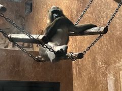 -石家庄市动物园