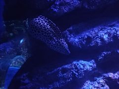 -暹罗海洋世界