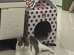 -天使宠物医院·犬猫分诊(彩虹店)