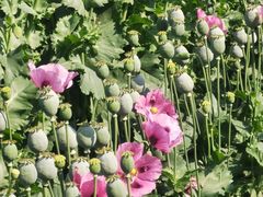 -国家植物园南园