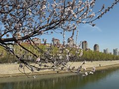 -桃花堤公园