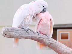 -吉隆坡雀鸟公园