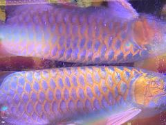 -新辉港式茶餐厅(北栅店)