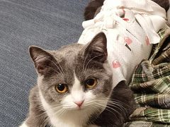 -宠爱国际动物医院· 猫科· 外科·中兽医(长白店)