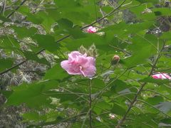 -金花茶公园