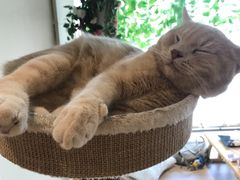 -藏猫猫咖啡主题馆(中央大道店)