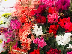 -秦美花卉(天朗·莱茵小城2期店)