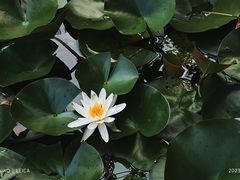 -皇家御河游(紫御湾码头)