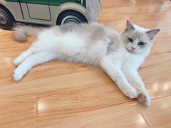-momokira米努特·德文卷毛猫·棉花面纱犬