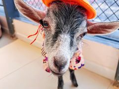 -怪兽屋·羊驼·猫咖·狗咖(俊华广场店)