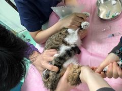 -北京观赏动物医院·24小时大型综合·猫专科·异宠专科