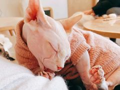 -猫腻·猫咖·撸猫馆(星光大道店)