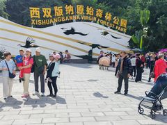 -西双版纳原始森林公园