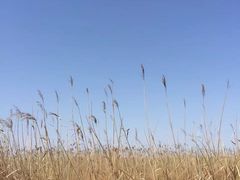 -盐城丹顶鹤湿地生态旅游区