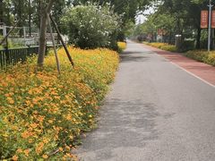 -上海长兴岛郊野公园