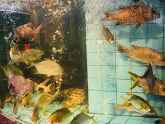 -新金盛·海鲜酒楼(盐田店)
