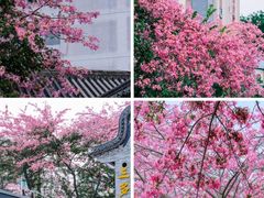 -风云岭森林公园