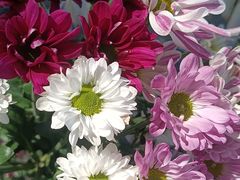 -爱尚幸福鲜花(上地实体店)