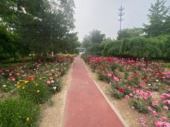 -绿堤公园