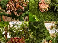 -呀路古热带植物园