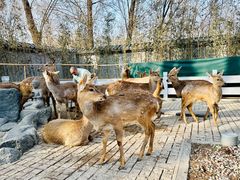 -北京野生动物园