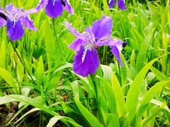 -莲花池公园
