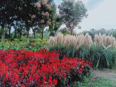 -习家池