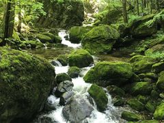-牛背梁国家森林公园