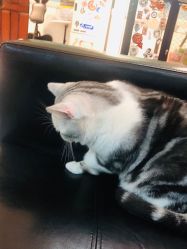 -众刺纹画·纹身·穿孔饰品·海娜定制