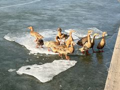 -野鸭湖国家湿地公园