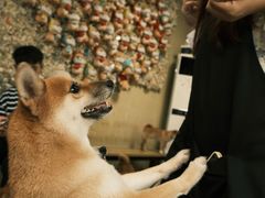 -柴犬高等学院·狗咖·柴犬售卖·宠物训练