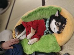 -逗柴咖啡屋·狗咖猫咖宠物桌游